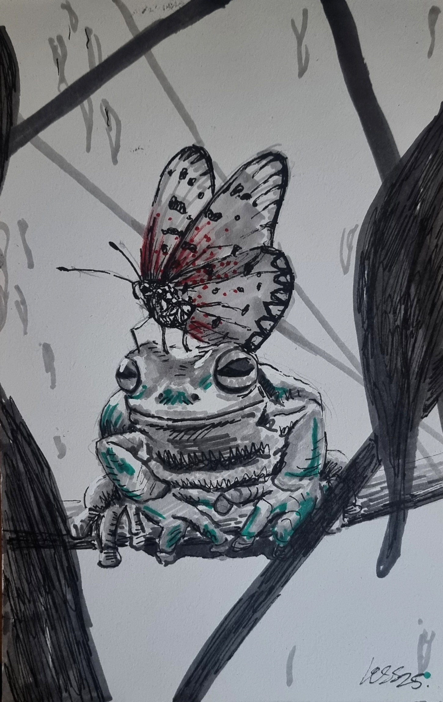 Frog drawing